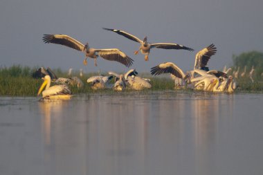 Tuna deltasındaki beyaz pelikan.