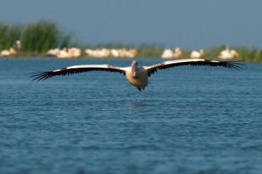 Tuna deltasındaki beyaz pelikan.