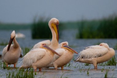 Tuna deltasındaki beyaz pelikan.