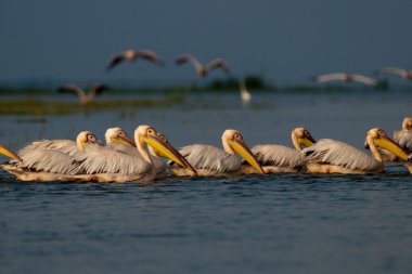 Tuna deltasındaki beyaz pelikan.