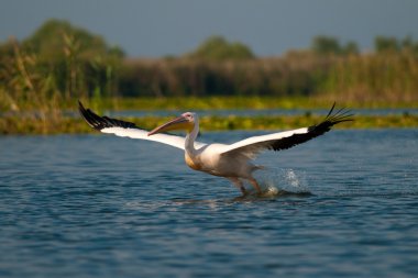 Tuna deltasındaki beyaz pelikan.