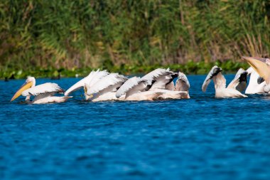 Tuna deltasındaki beyaz pelikan.