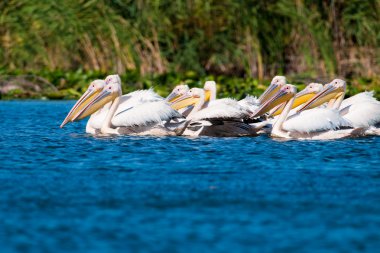 Tuna deltasındaki beyaz pelikan.