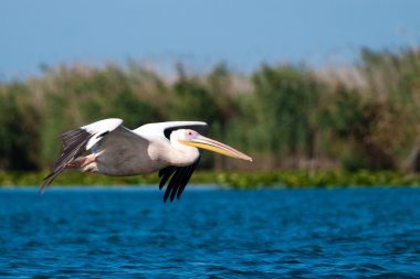Tuna deltasındaki beyaz pelikan.