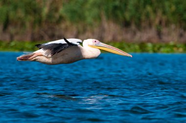 Tuna deltasındaki beyaz pelikan.