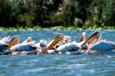 Tuna deltasındaki beyaz pelikan.