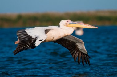 Tuna deltasındaki beyaz pelikan.