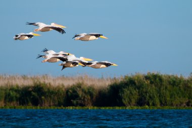 Tuna deltasındaki beyaz pelikan.