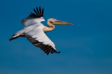 Tuna deltasındaki beyaz pelikan.