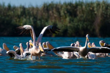 Tuna deltasındaki beyaz pelikan.