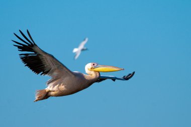 Tuna deltasındaki beyaz pelikan.