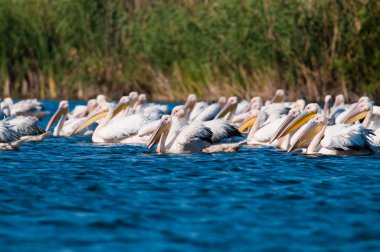 Tuna deltasındaki beyaz pelikan.