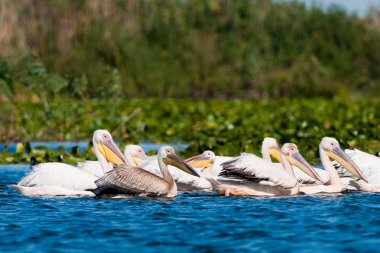Tuna deltasındaki beyaz pelikan.