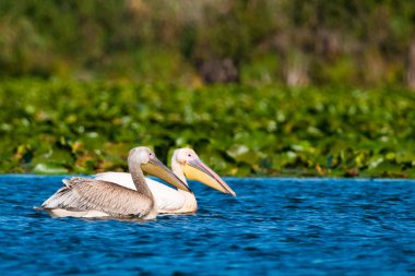 Tuna deltasındaki beyaz pelikan.