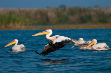 Tuna deltasındaki beyaz pelikan.