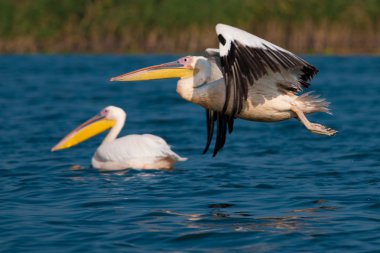 Tuna deltasındaki beyaz pelikan.