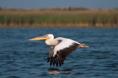 Tuna deltasındaki beyaz pelikan.