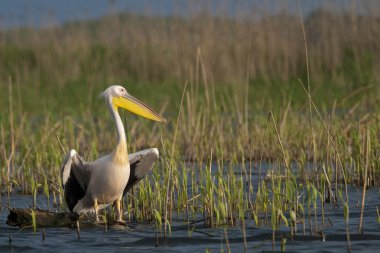 Tuna deltasındaki beyaz pelikan.