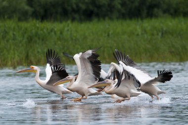 Beyaz Pelikan sürüsü