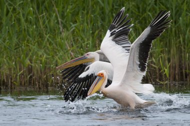 Tuna deltasındaki beyaz pelikan.