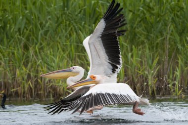 Tuna deltasındaki beyaz pelikan.