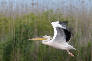 Tuna deltasındaki beyaz pelikan.