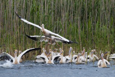 Tuna Deltası'nda beyaz Pelikan
