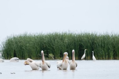 Tuna Deltası'nda beyaz Pelikan