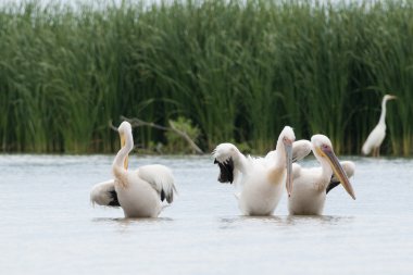 Tuna Deltası'nda beyaz Pelikan