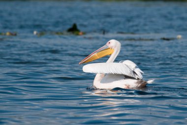 Tuna deltasındaki beyaz pelikan.