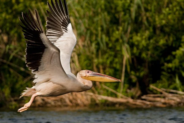 Pelícano blanco en el delta del Danubio — Foto de Stock