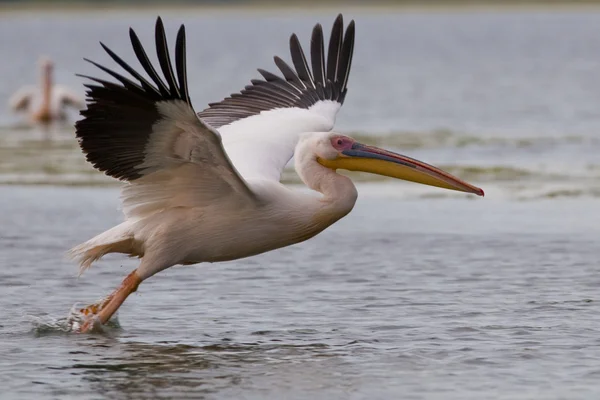 สีขาว Pelican ในดานูบ Delta — ภาพถ่ายสต็อก