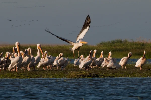 White Pelican in Danube Delta — Stock Photo, Image