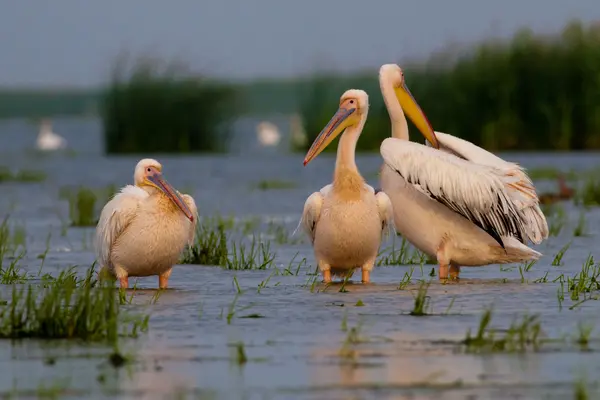 Pelicano branco no delta do danúbio — Fotografia de Stock
