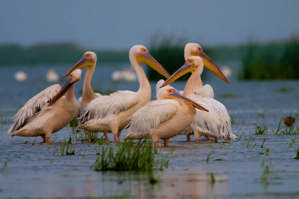 Vit pelikan i danube delta — Stockfoto