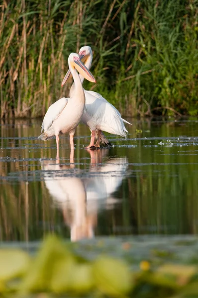 Белый пеликан в дельте реки Данубе — стоковое фото