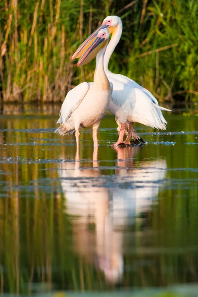 Pelicano branco no delta do danúbio — Fotografia de Stock