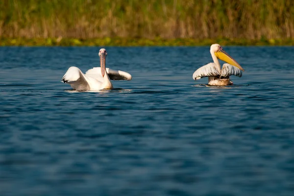 Pelikan im Donaudelta — Stockfoto