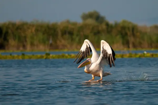 White Pelican in Danube Delta — Stock Photo, Image