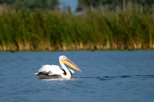 Bílý pelikán v deltě danube — Stock fotografie