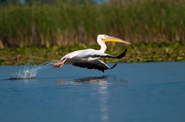 White Pelican in Danube Delta — Stock Photo, Image