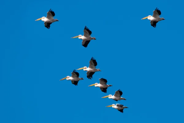 Pélican blanc dans le delta du Danube — Photo