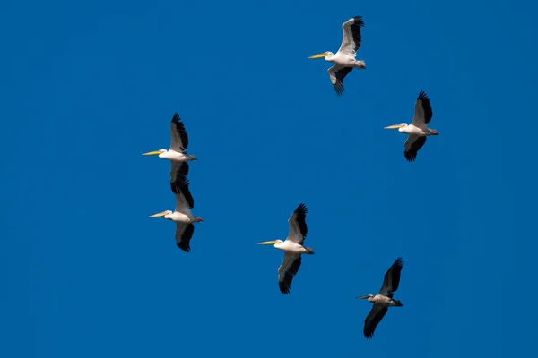 Pélican blanc dans le delta du Danube — Photo