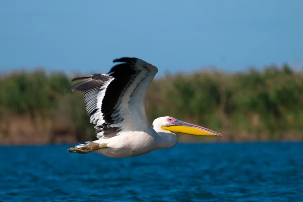 Witte pelikaan in danube delta — Stockfoto