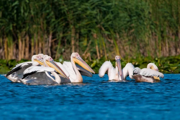 Fehér pelikán a danube deltában — Stock Fotó