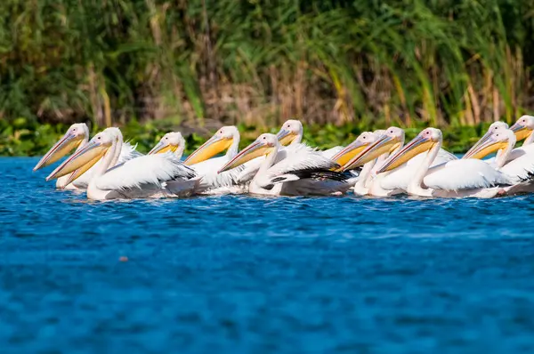 Tuna deltasındaki beyaz pelikan. — Stok fotoğraf