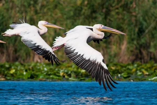 Pélican blanc dans le delta du Danube — Photo