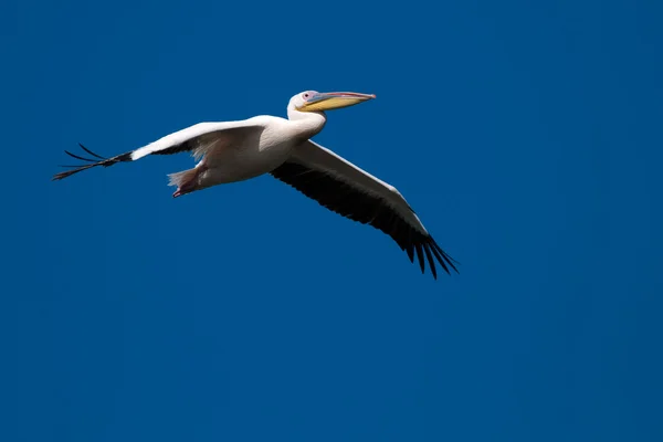 Pélican blanc dans le delta du Danube — Photo