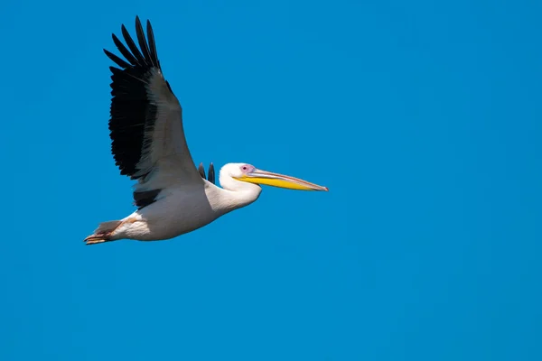 Pelícano blanco en el delta del Danubio — Foto de Stock