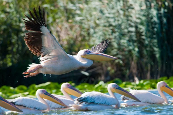 Pelicano branco no delta do danúbio — Fotografia de Stock
